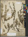 Foto von Salix repens subsp. repens L.